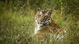पर्यटकों के लिए 3 महीने तक बंद किया गया सरिस्का टाइगर रिजर्व, जानें क्या है इसकी वजह
