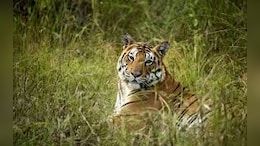 Kanha Tiger Reserve बाघों का सर्वश्रेष्ठ आवास क्षेत्र घोषित, इस रिपोर्ट में किया गया दावा; सीएम ने दी बधाई