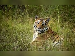 Kanha Tiger Reserve बाघों का सर्वश्रेष्ठ आवास क्षेत्र घोषित, इस रिपोर्ट में किया गया दावा; सीएम ने दी बधाई