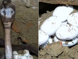 25 साल पुरानी नागिन के साथ मिला अंडों का ढेर, पकड़ने वाले ने दिखाई गजब की हिम्मत, Video देख खड़े हो जाएंगे रोंगटे 25 साल पुरानी नागिन के साथ मिला अंडों का ढेर, पकड़ने वाले ने दिखाई गजब की हिम्मत, Video देख खड़े हो जाएंगे रोंगटे