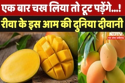 Rewa Sunderja Aam: जानें क्यों मशहूर हैं रीवा का ये आम? | Ground Report | Govindgarh | NDTV MPCG Rewa Sunderja Aam: जानें क्यों मशहूर हैं रीवा का ये आम? | Ground Report | Govindgarh | NDTV MPCG
