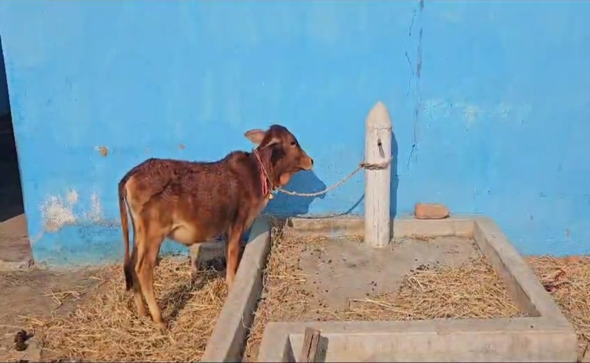 Jal Jeevan Mission: ओड़गी में ऐसे पहुंच रहा हर घर नल से जल! रियलिटी चेक में सामने आया सफेद झूठ