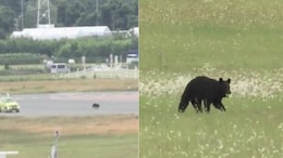 Video: Bear Sprints On Runway At Japan Airport, Causes Flight Cancellations