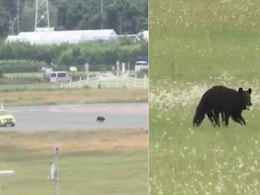 Video: Bear Sprints On Runway At Japan Airport, Causes Flight Cancellations