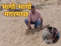 Crocodile Video : मगरमच्छ सोन नदी से निकलकर पहुंचा गांव! ग्रामीणों में दहशत; 20 KG है वजन Crocodile Video : मगरमच्छ सोन नदी से निकलकर पहुंचा गांव! ग्रामीणों में दहशत; 20 KG है वजन