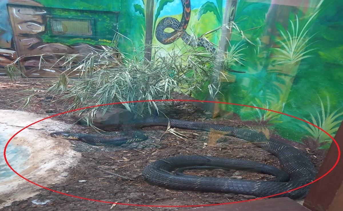 King Cobra Death: वन विहार के 'नागार्जुन' की मौत; कर्नाटक से MP आए थे दो सांप, अब इंदौर में बचा किंग कोबरा