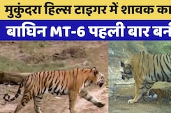 Mukundra Hills Tiger Reserve की Tigress MT-6 पहली बार बनी है मां Mukundra Hills Tiger Reserve की Tigress MT-6 पहली बार बनी है मां
