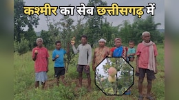 Chhattisgarh Farmers: 200 से अधिक किसानों के लिए मुनाफे का मुख्य सोर्स बना सेव और नाशपाती की खेती, सैकड़ों एकड़ में फैला है बगीचा
