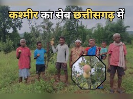 Chhattisgarh Farmers: 200 से अधिक किसानों के लिए मुनाफे का मुख्य सोर्स बना सेव और नाशपाती की खेती, सैकड़ों एकड़ में फैला है बगीचा