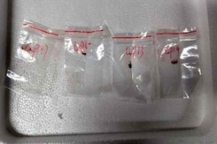 Chinese Woman, Boyfriend Arrested For Smuggling Biological Pathogen Into US Chinese Woman, Boyfriend Arrested For Smuggling Biological Pathogen Into US