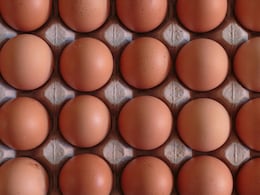 1.7 Million Eggs Recalled Across US Amid Salmonella Outbreak, 79 Cases So Far