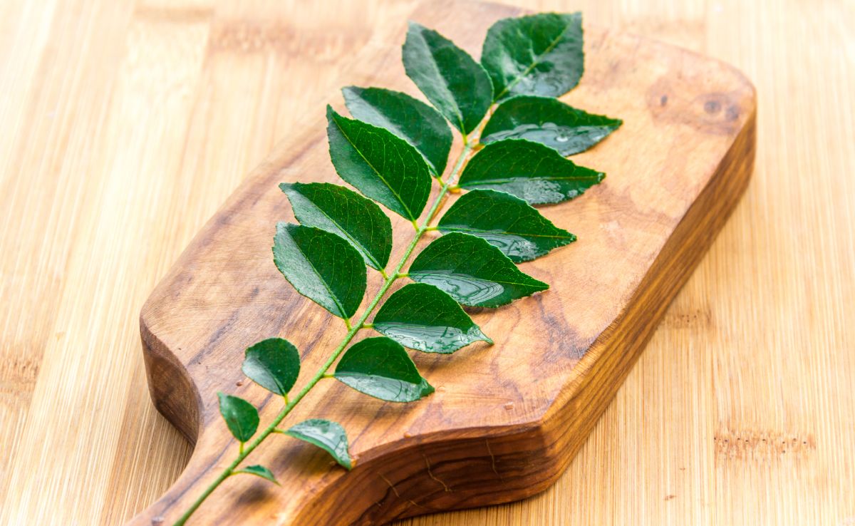 करी पत्ता खाने के फायदे और नुकसान | Benefits and Side Effects of Curry Leaves