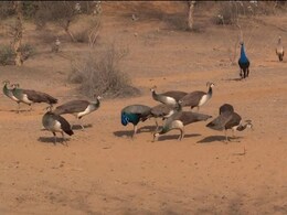 Rajasthan: वन्यजीव प्रेमियों के लिए खुशखबरी, डूंगरपुर में 1 हजार से ज्यादा मोर बढ़े, लेपर्ड की संख्या में भी वृद्धि Rajasthan: वन्यजीव प्रेमियों के लिए खुशखबरी, डूंगरपुर में 1 हजार से ज्यादा मोर बढ़े, लेपर्ड की संख्या में भी वृद्धि