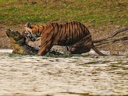 कहानी रणथंभौर की बाघिन एरोहेड की, जो बेटी कनकटी की विदाई के बाद खुद भी चल बसी कहानी रणथंभौर की बाघिन एरोहेड की, जो बेटी कनकटी की विदाई के बाद खुद भी चल बसी