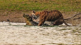 Pics: Ranthambore Tigress Takes Down Crocodile In Rare Jungle Encounter
