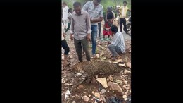 Video: Sick Leopard Paraded On Leash In Rajasthan, Villagers Take Selfies