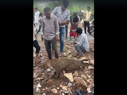 Video: Sick Leopard Paraded On Leash In Rajasthan, Villagers Take Selfies Video: Sick Leopard Paraded On Leash In Rajasthan, Villagers Take Selfies