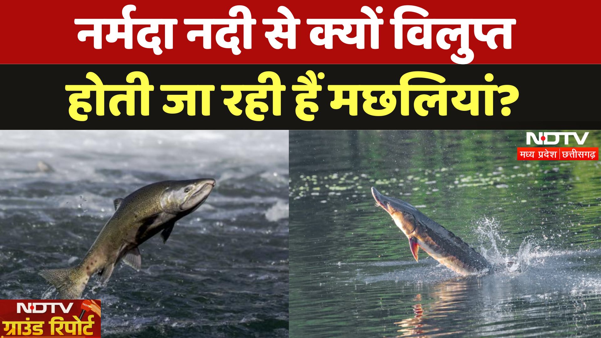 Madhya Pradesh के Sehore में Narmada River से क्यों विलुप्त होती जा रहीं मछलियां|Ground Report |Fish