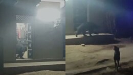 Video: Bear Enters Rajasthan Village, Drinks Milk, Ghee From Houses