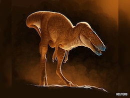 New T-Rex Ancestor Discovered In Drawers Of Mongolian Institute New T-Rex Ancestor Discovered In Drawers Of Mongolian Institute