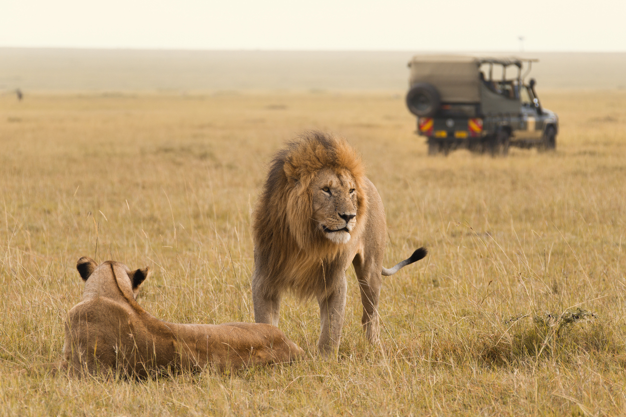 7 Essential Tips On How To Plan The Ultimate South African Safari Trip