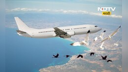 Plane crash:विमान अपघात रोखण्यासाठी पक्षांची दिशा सरकार बदलणार? पण कशी?