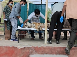 Ranthambore: उधर बेटी कनकटी ने छोड़ा रणथंभौर, इधर मां बाघिन ने तोड़ा दम, लंबी बीमारी के बाद बाघिन टी-84 की मौत Ranthambore: उधर बेटी कनकटी ने छोड़ा रणथंभौर, इधर मां बाघिन ने तोड़ा दम, लंबी बीमारी के बाद बाघिन टी-84 की मौत