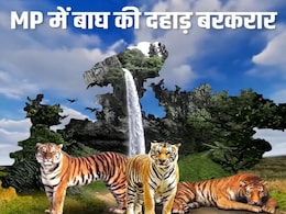 International Tiger Day 2025: टाइगर स्टेट MP में बाघ की दहाड़ बरकरार; शून्य से शिखर तक का सफर International Tiger Day 2025: टाइगर स्टेट MP में बाघ की दहाड़ बरकरार; शून्य से शिखर तक का सफर