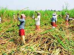 Beed News : ऊसतोड कामगारांचं भयाण वास्तव; 30 ते 35 वयोगटातील 843 महिलांनी गर्भपिशवी काढली