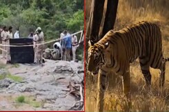 Sariska's Tigers Await Rajasthan Government vs Opposition Boundary Showdown Sariska's Tigers Await Rajasthan Government vs Opposition Boundary Showdown