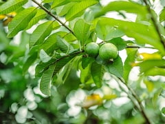 Guava Leaves For Diabetes Management: Heres How These Leaves Can Help Lower Blood Sugar Levels