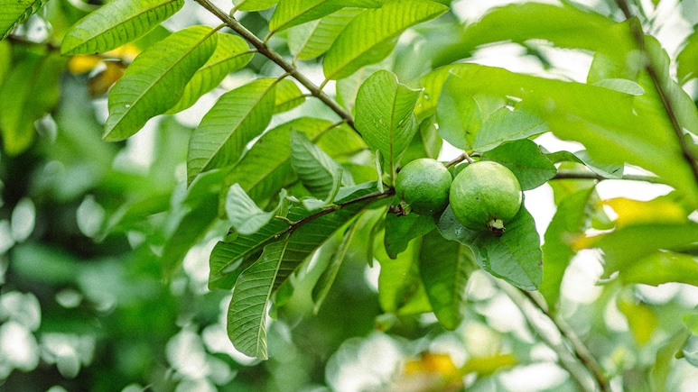 Guava Leaves For Diabetes Management: Here's How These Leaves Can Help Lower Blood Sugar Levels