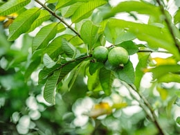 Guava Leaves For Diabetes Management: Here's How These Leaves Can Help Lower Blood Sugar Levels Guava Leaves For Diabetes Management: Here's How These Leaves Can Help Lower Blood Sugar Levels