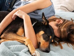 क्या पालतू जानवरों के साथ एक बेड पर सोना चाहिए? डॉक्टर ने कहा- हर Pet Owner को पता होनी चाहिए ये जरूरी बात क्या पालतू जानवरों के साथ एक बेड पर सोना चाहिए? डॉक्टर ने कहा- हर Pet Owner को पता होनी चाहिए ये जरूरी बात