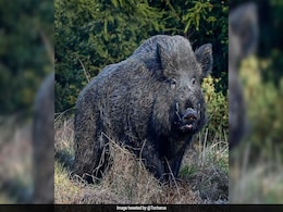 Kerala Seeks To Amend Wildlife Act To Allow Killing Of Animals. Reasons Explained Kerala Seeks To Amend Wildlife Act To Allow Killing Of Animals. Reasons Explained