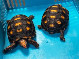 मुंबई एयरपोर्ट पर वाइल्डलाइफ तस्करी का भंडाफोड़, बैंकॉक से लौटे शख्स के बैग से निकले ये दुर्लभ जीव-जंतु