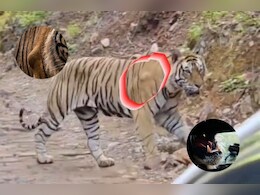 रणथंभौर के बाघों पर जेनेटिक बीमारी का खतरा, टी-120 गणेश में बोन ट्यूमर के मिलें लक्षण