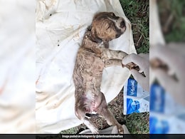 Charred Vehicles, Lost Caretakers: NGO Aids Shock-Stricken Animals After Plane Crash Charred Vehicles, Lost Caretakers: NGO Aids Shock-Stricken Animals After Plane Crash