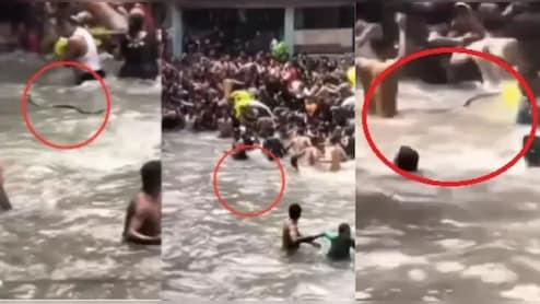 वाटरफॉल में मजे से नहा रहे थे टूरिस्ट, तभी पानी में मंडराता नजर आया 6 फीट लंबा सांप, देखते ही मची भगदड़