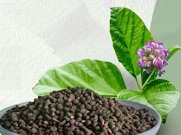 बाकुची: प्राचीन आयुर्वेद की चमत्कारी जड़ी-बूटी, त्वचा रोगों की अचूक दवा बाकुची: प्राचीन आयुर्वेद की चमत्कारी जड़ी-बूटी, त्वचा रोगों की अचूक दवा