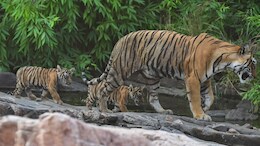 बिखरेगा रणथंभौर की अन्वी बाघिन का परिवार, खुद जाएगी मुकुंदरा; बहन रामगढ़ और भाई करौली अभ्यारण में होगा शिफ्ट&nbsp;