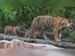 बिखरेगा रणथंभौर की अन्वी बाघिन का परिवार, खुद जाएगी मुकुंदरा; बहन रामगढ़ और भाई करौली अभ्यारण में होगा शिफ्ट 