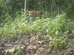 "Extremely Rare" Endangered Leopard Spotted In Bangladesh Forest "Extremely Rare" Endangered Leopard Spotted In Bangladesh Forest