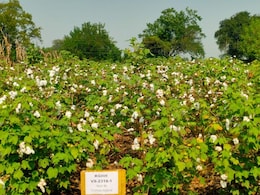 Cotton Farming: कपास उत्पादकों के लिए खुशखबरी; अब इस कॉटन से नहीं होगी खुजली, ग्वालियर में विकसित हुए बीज Cotton Farming: कपास उत्पादकों के लिए खुशखबरी; अब इस कॉटन से नहीं होगी खुजली, ग्वालियर में विकसित हुए बीज