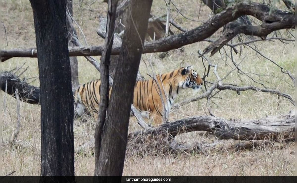 Tigress Arrowhead T 84 една от най известните големи котки в Рантъмбор