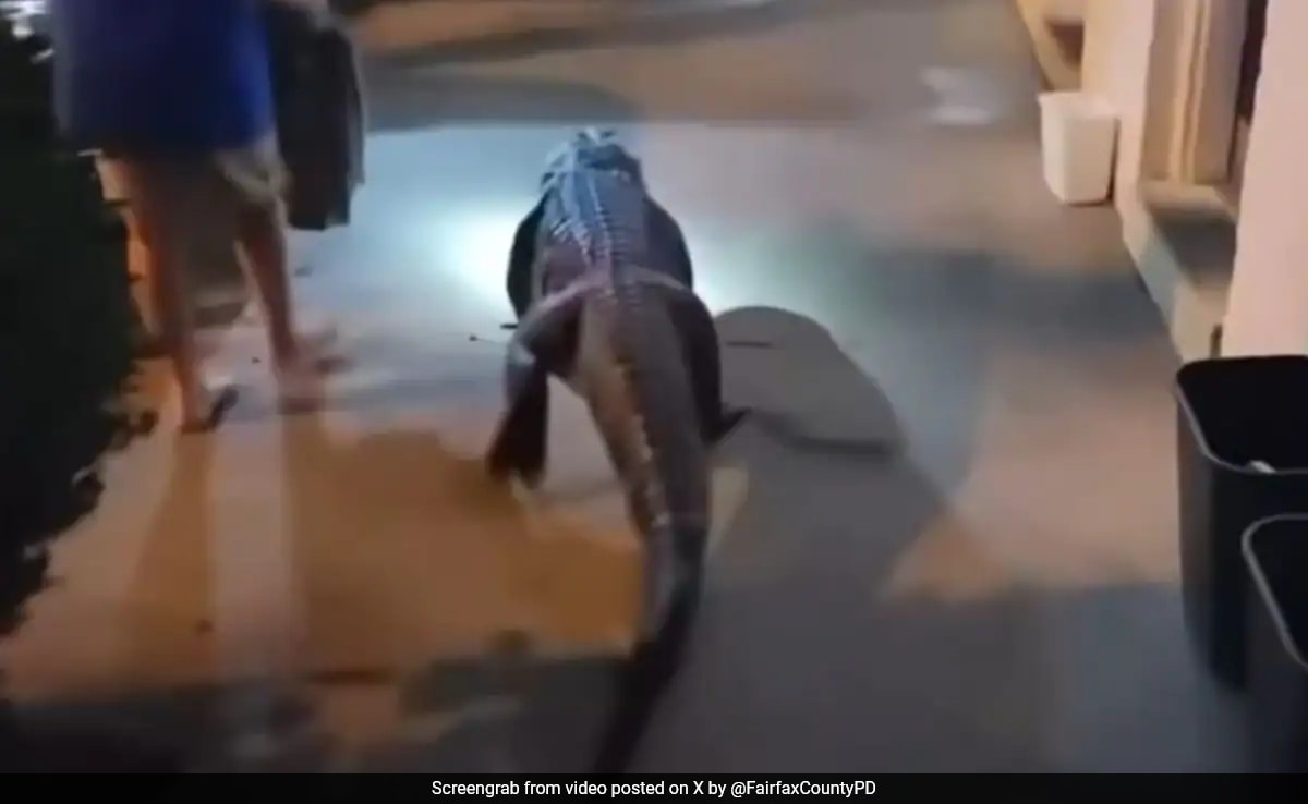 Алигатор беше забелязан небрежно да се разхожда извън мотелска стая