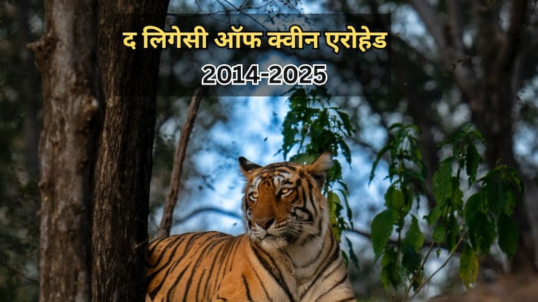 Rajasthan: बेटी से जुदाई के चंद घंटों बाद ही थम गई रणथंभौर की रानी एरोहेड की सांसें, जानें कैसे तीन पीढ़ियों से यहां चल रहा बाघिन का राज