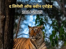 Rajasthan: बेटी से जुदाई के चंद घंटों बाद ही थम गई रणथंभौर की रानी एरोहेड की सांसें, जानें कैसे तीन पीढ़ियों से यहां चल रहा बाघिन का राज Rajasthan: बेटी से जुदाई के चंद घंटों बाद ही थम गई रणथंभौर की रानी एरोहेड की सांसें, जानें कैसे तीन पीढ़ियों से यहां चल रहा बाघिन का राज