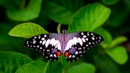 Kerala's Western Ghats Now Home To India's First Butterfly Sanctuary: Details Inside