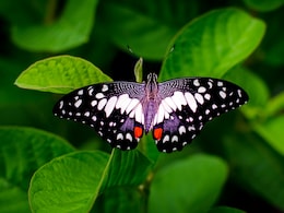 Kerala's Western Ghats Now Home To India's First Butterfly Sanctuary: Details Inside Kerala's Western Ghats Now Home To India's First Butterfly Sanctuary: Details Inside